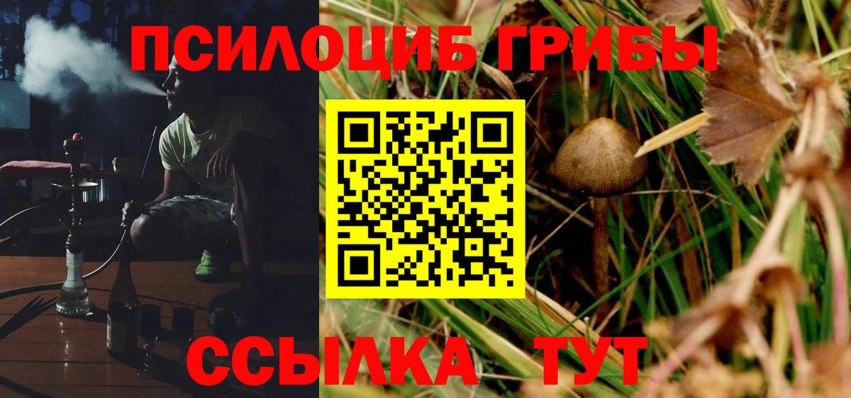 Галлюциногенные грибы Psilocybe Вышний Волочёк